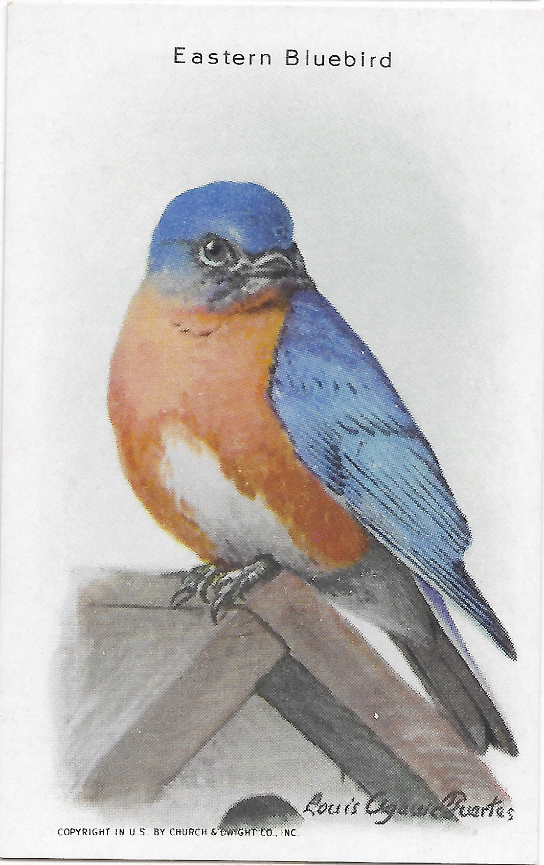 "Useful Birds of America" Vintage 1930s Lithograph Card Collection