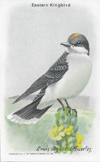 "Useful Birds of America" Vintage 1930s Lithograph Card Collection