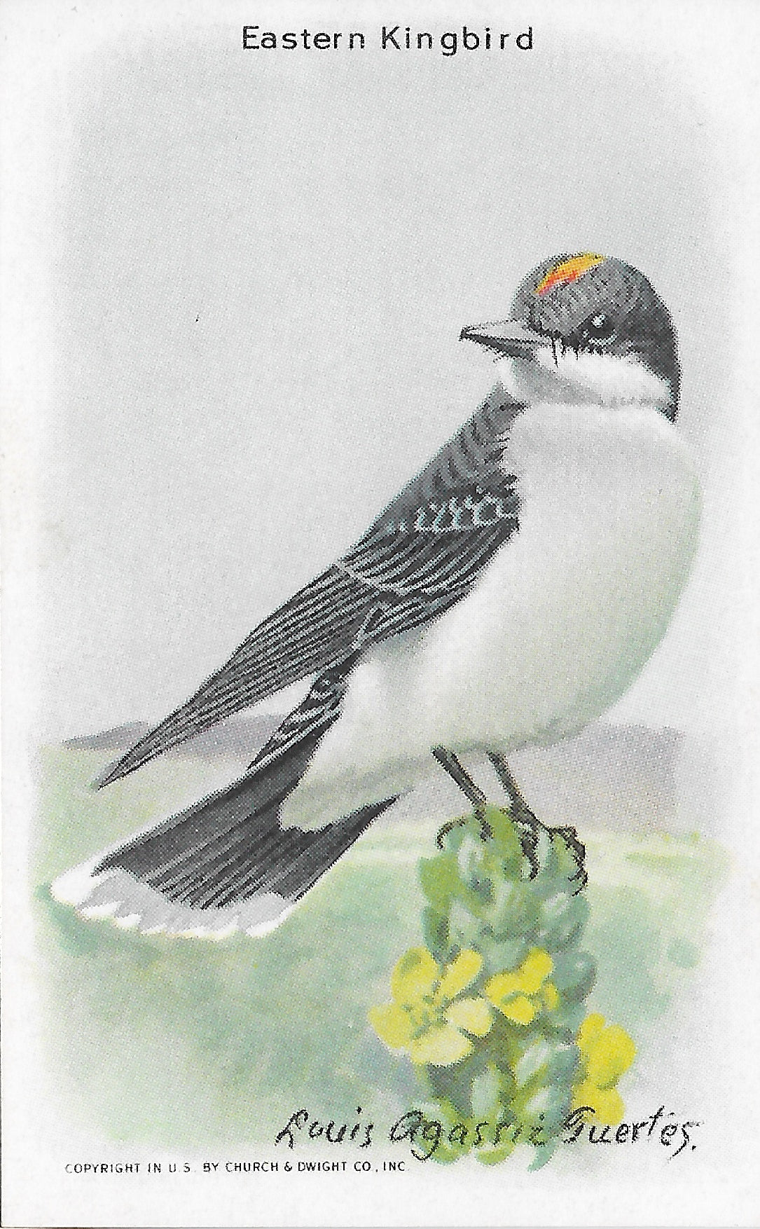 "Useful Birds of America" Vintage 1930s Lithograph Card Collection