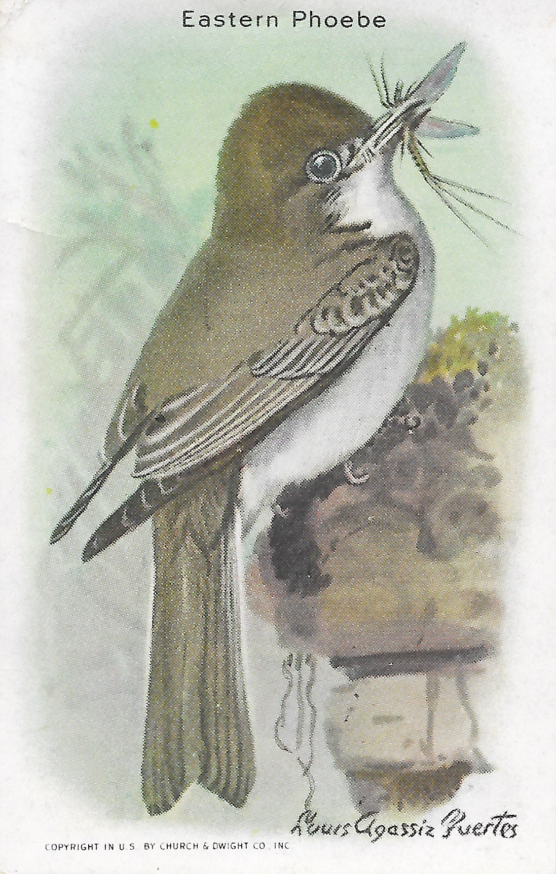 "Useful Birds of America" Vintage 1930s Lithograph Card Collection