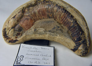 Armored Fish Fossil from the Jurassic! 130 Million Years Old!