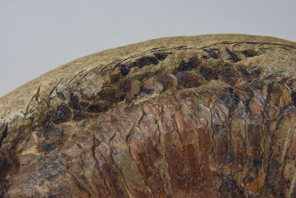 Armored Fish Fossil from the Jurassic! 130 Million Years Old!