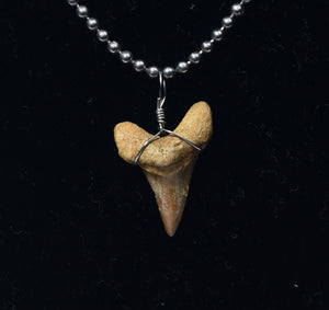 Fossilized Shark Tooth Pendant on Ball Chain