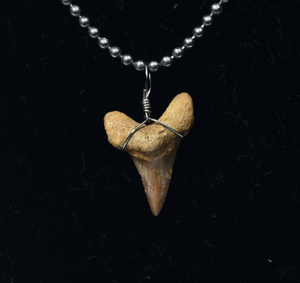 Fossilized Shark Tooth Pendant on Ball Chain