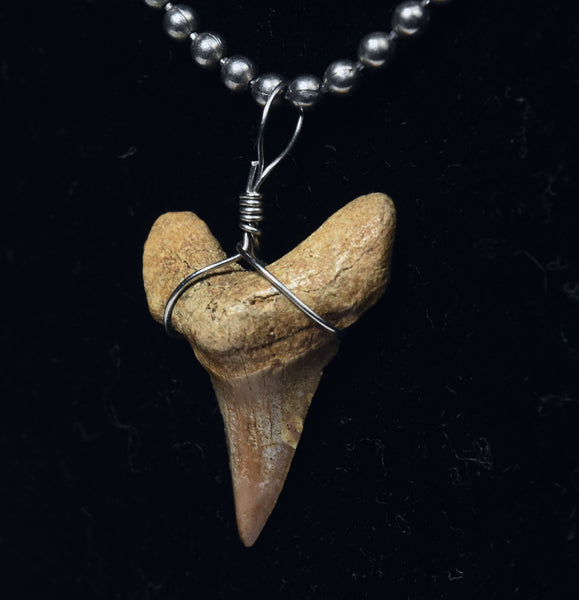 Fossilized Shark Tooth Pendant on Ball Chain