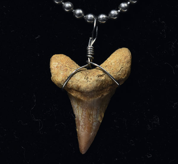 Fossilized Shark Tooth Pendant on Ball Chain