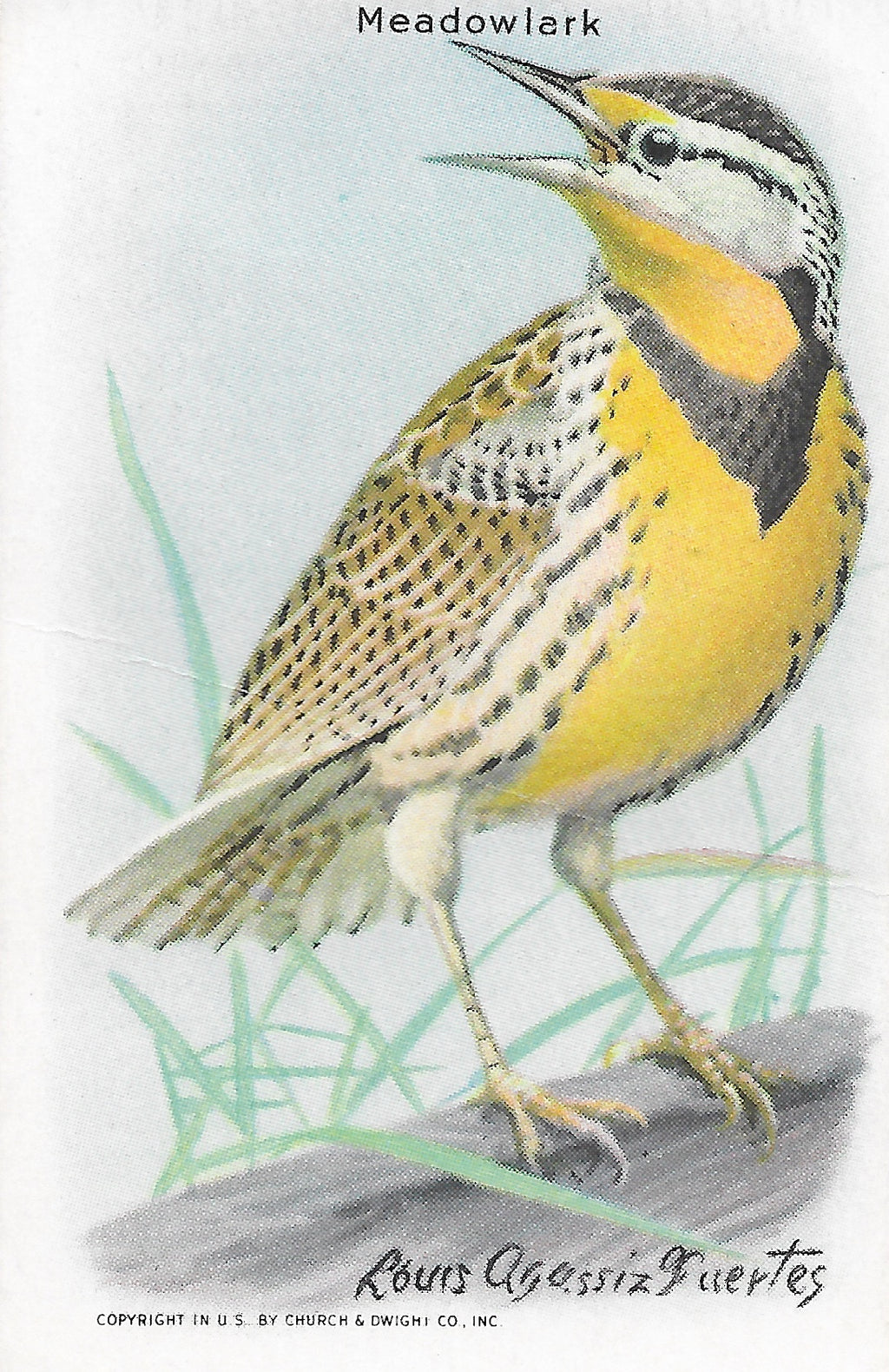 "Useful Birds of America" Vintage 1930s Lithograph Card Collection