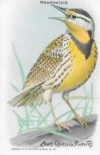 "Useful Birds of America" Vintage 1930s Lithograph Card Collection