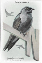 "Useful Birds of America" Vintage 1930s Lithograph Card Collection