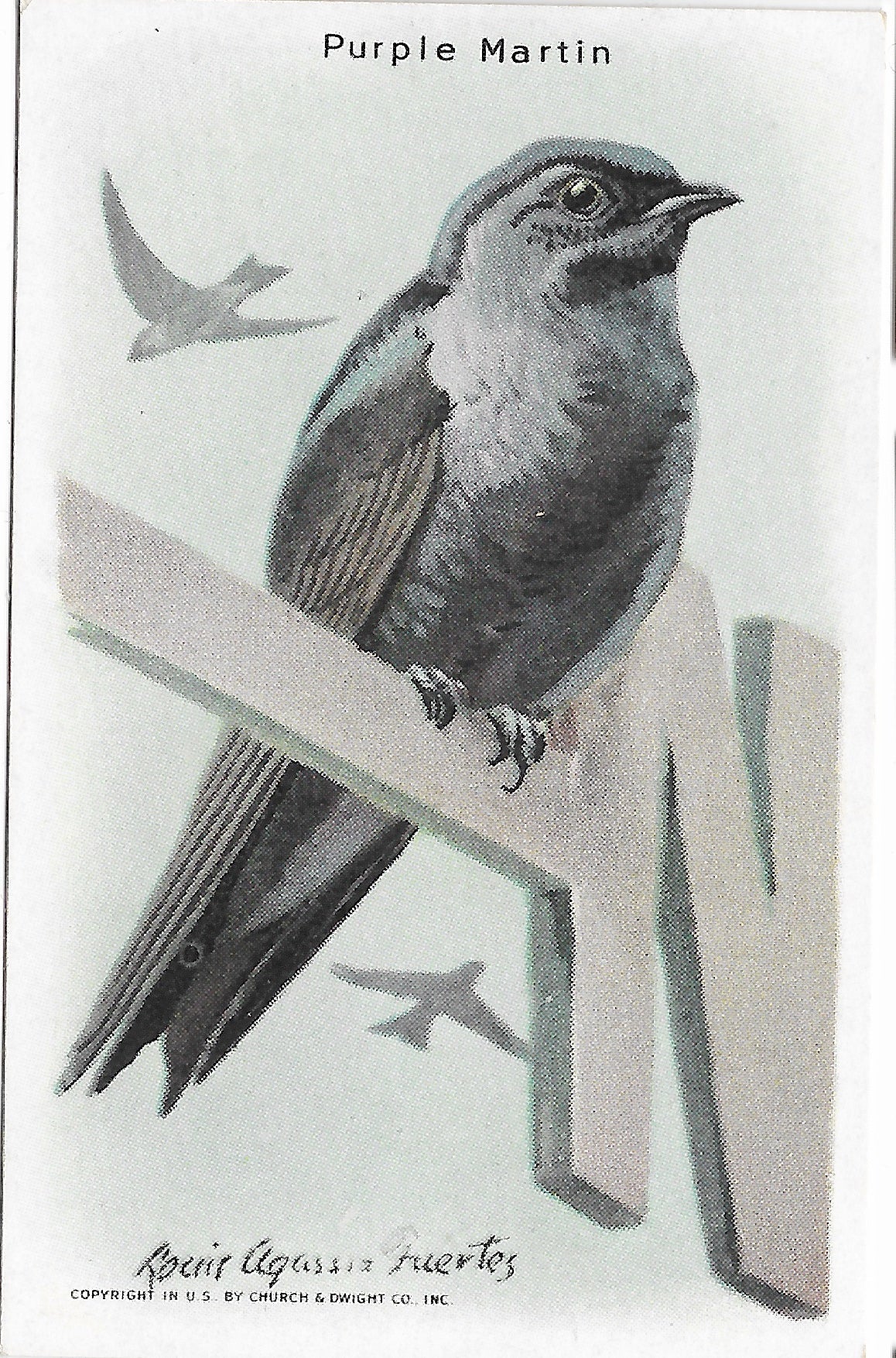 "Useful Birds of America" Vintage 1930s Lithograph Card Collection