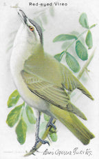 "Useful Birds of America" Vintage 1930s Lithograph Card Collection