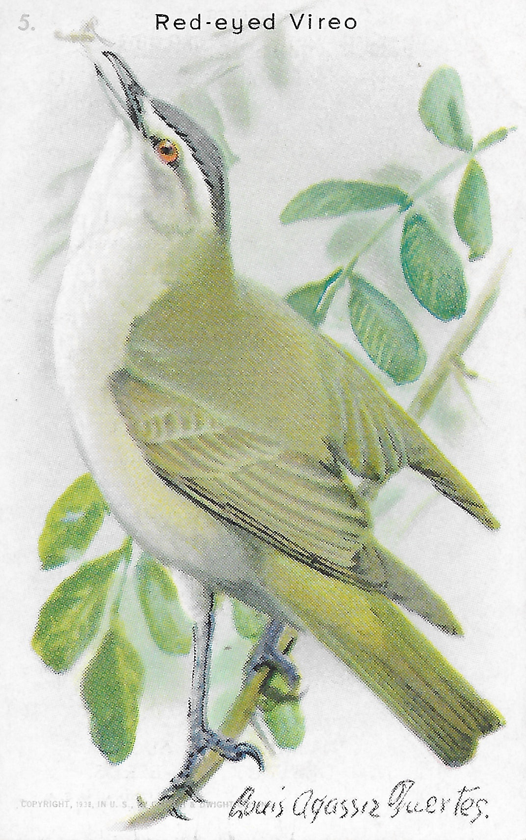 "Useful Birds of America" Vintage 1930s Lithograph Card Collection