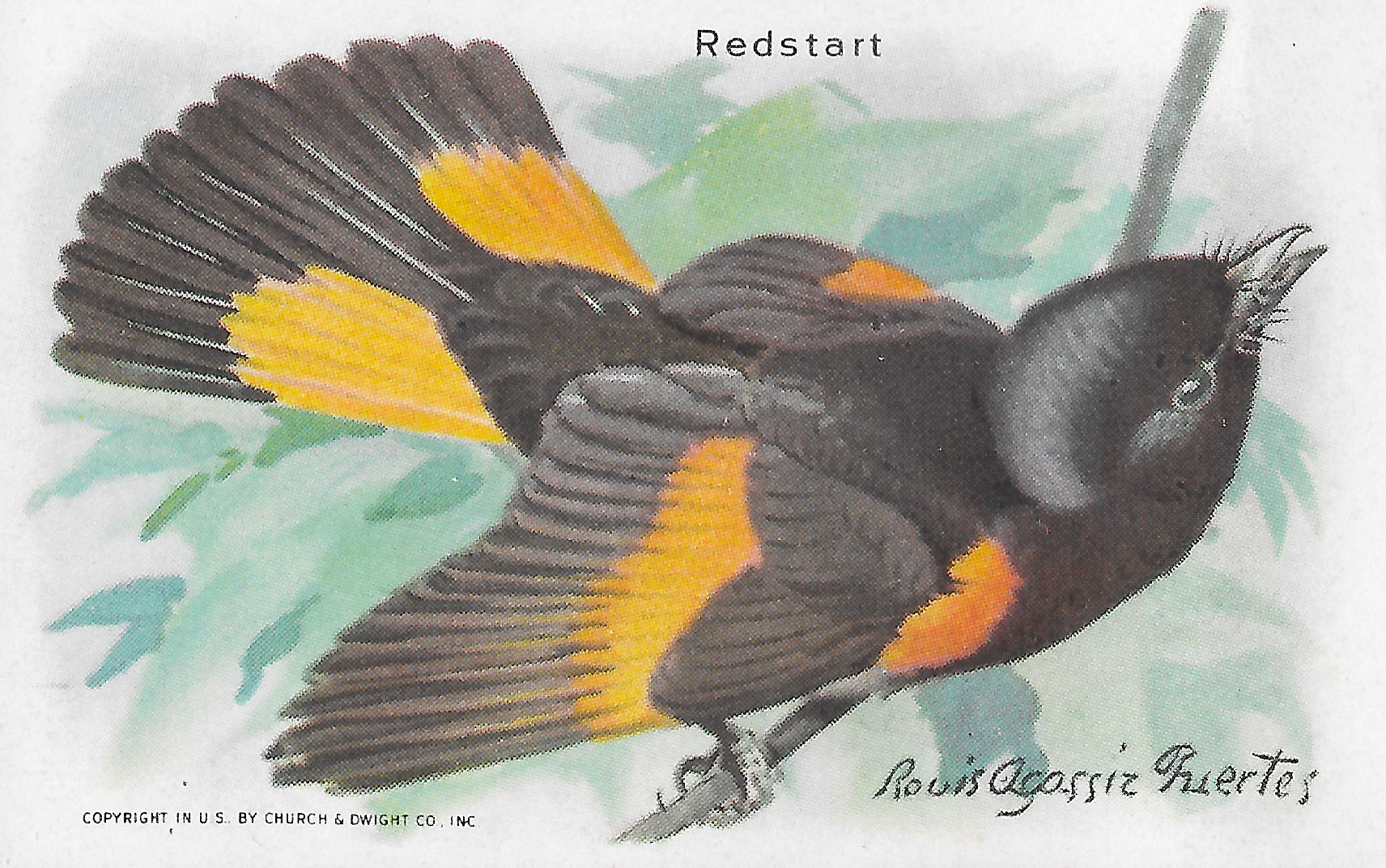 "Useful Birds of America" Vintage 1930s Lithograph Card Collection