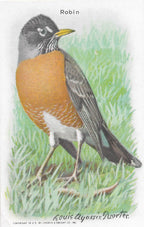 "Useful Birds of America" Vintage 1930s Lithograph Card Collection