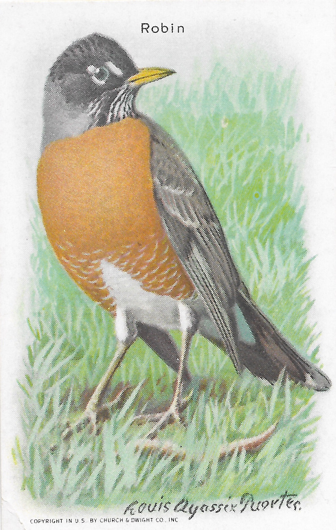 "Useful Birds of America" Vintage 1930s Lithograph Card Collection