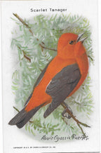 "Useful Birds of America" Vintage 1930s Lithograph Card Collection