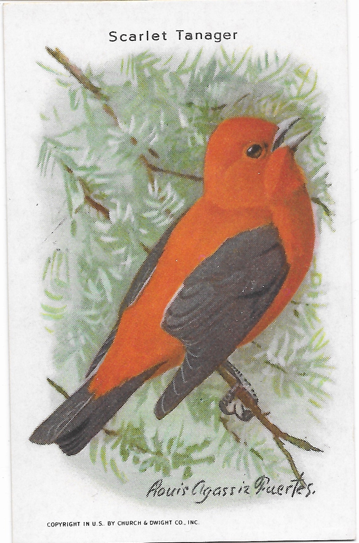 "Useful Birds of America" Vintage 1930s Lithograph Card Collection
