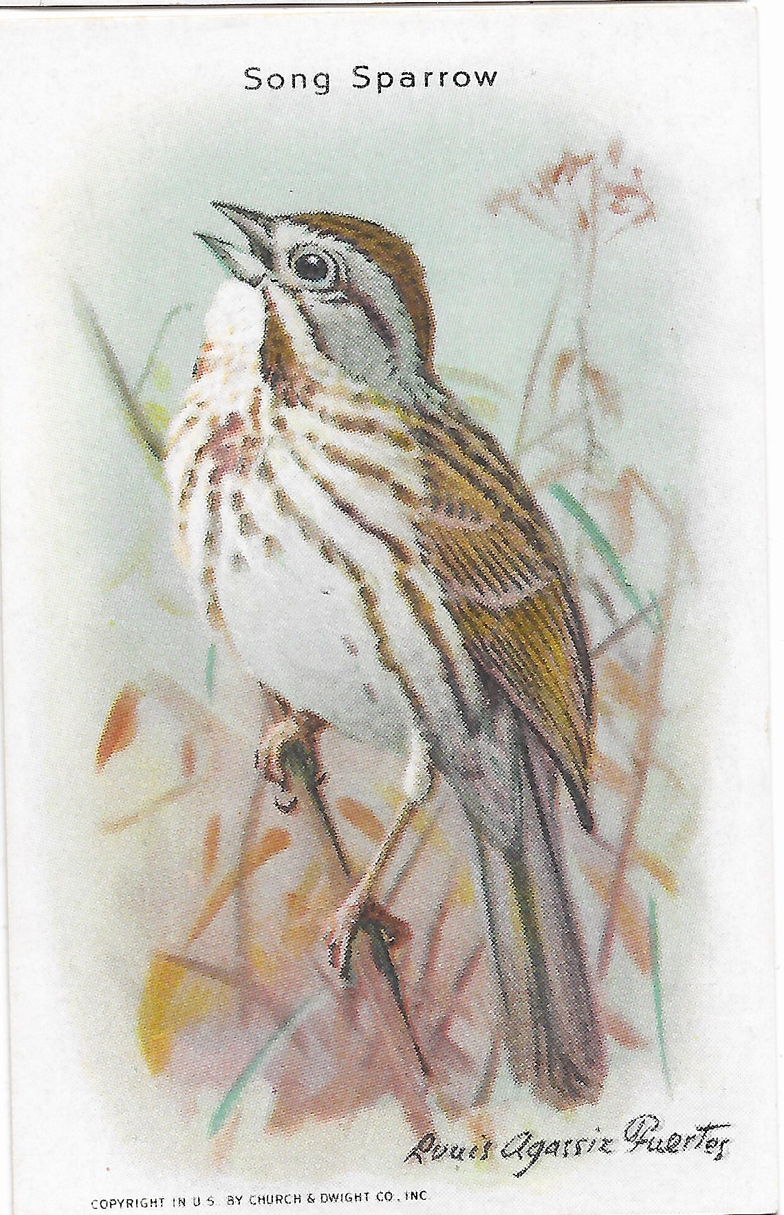 "Useful Birds of America" Vintage 1930s Lithograph Card Collection