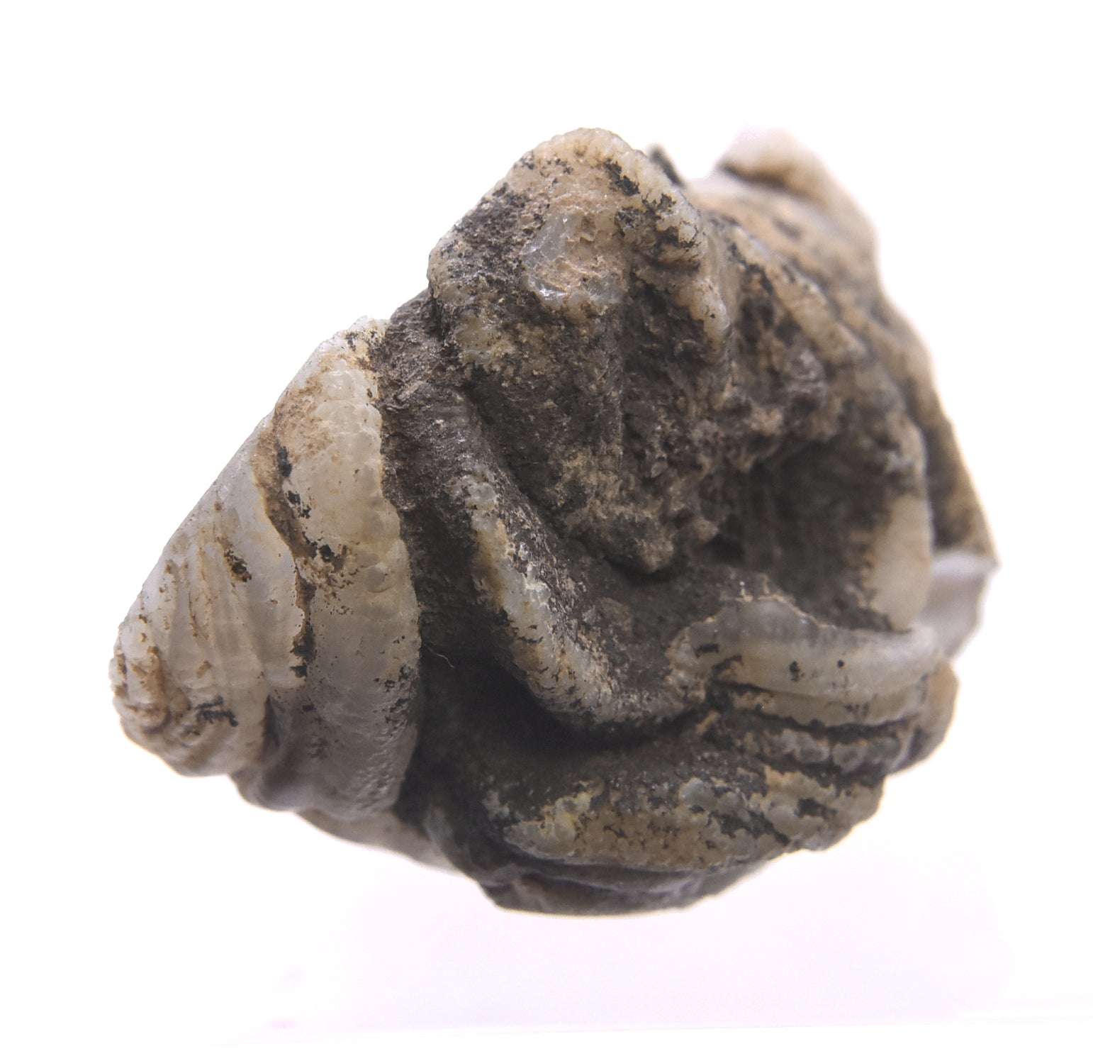 Adorable Little Agate Geode Half