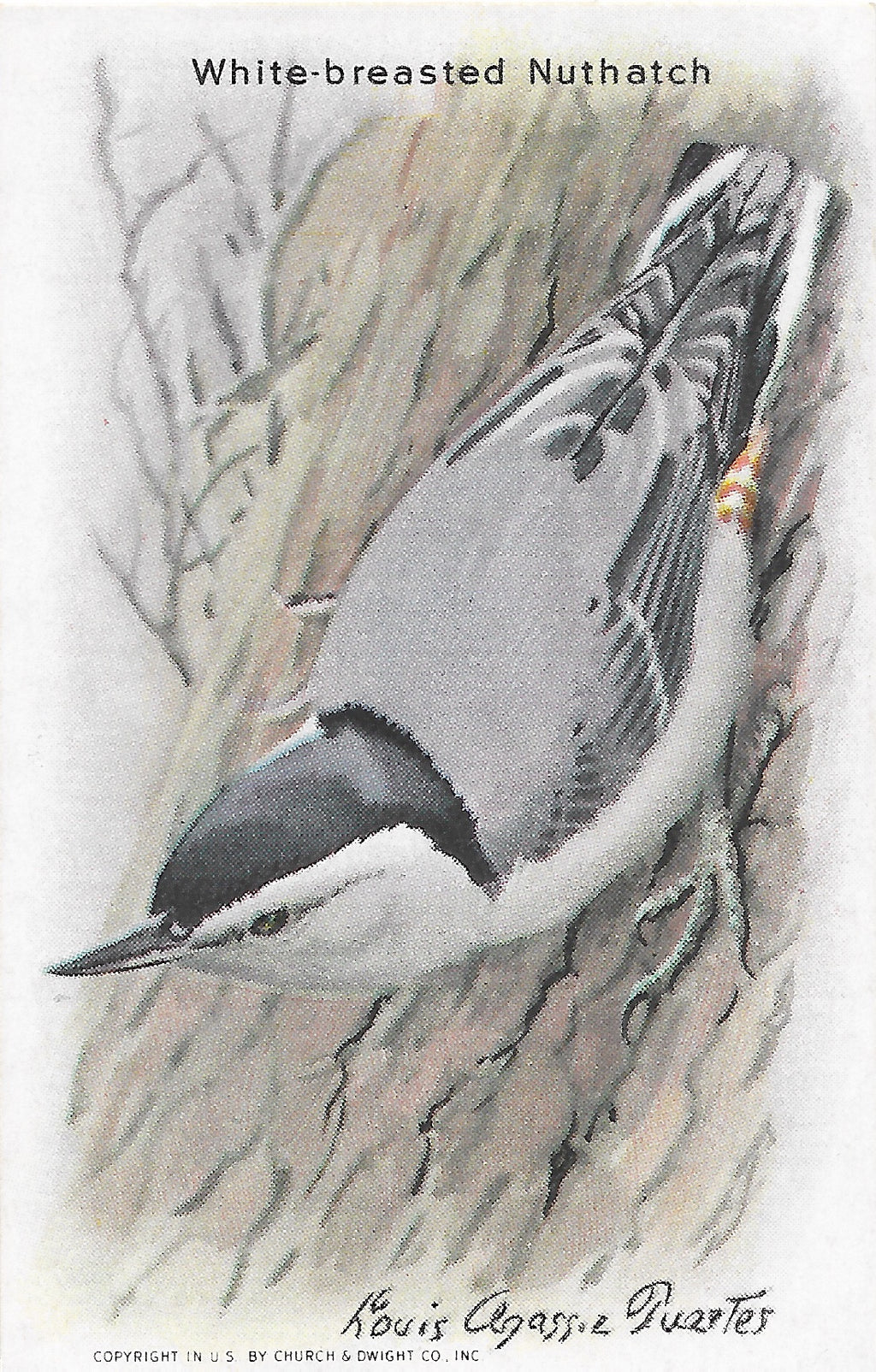 "Useful Birds of America" Vintage 1930s Lithograph Card Collection