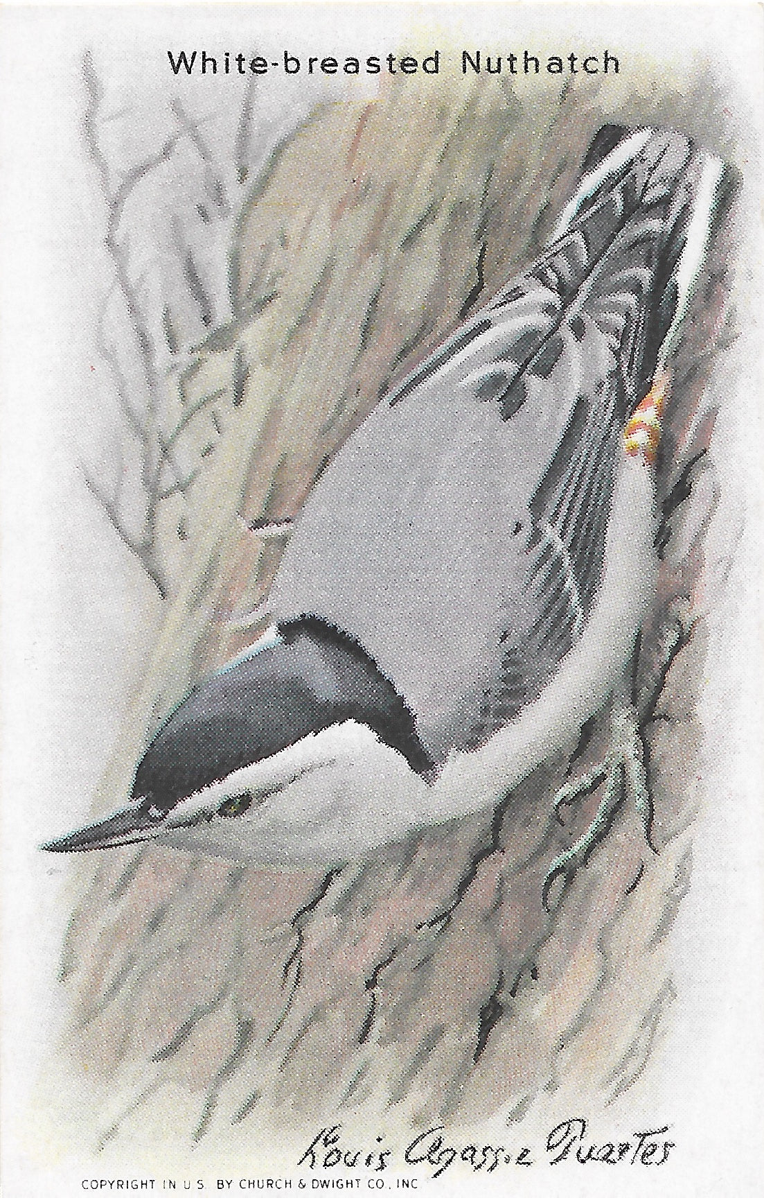 "Useful Birds of America" Vintage 1930s Lithograph Card Collection