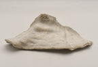 Conch Shell Outer  Lip Fragment