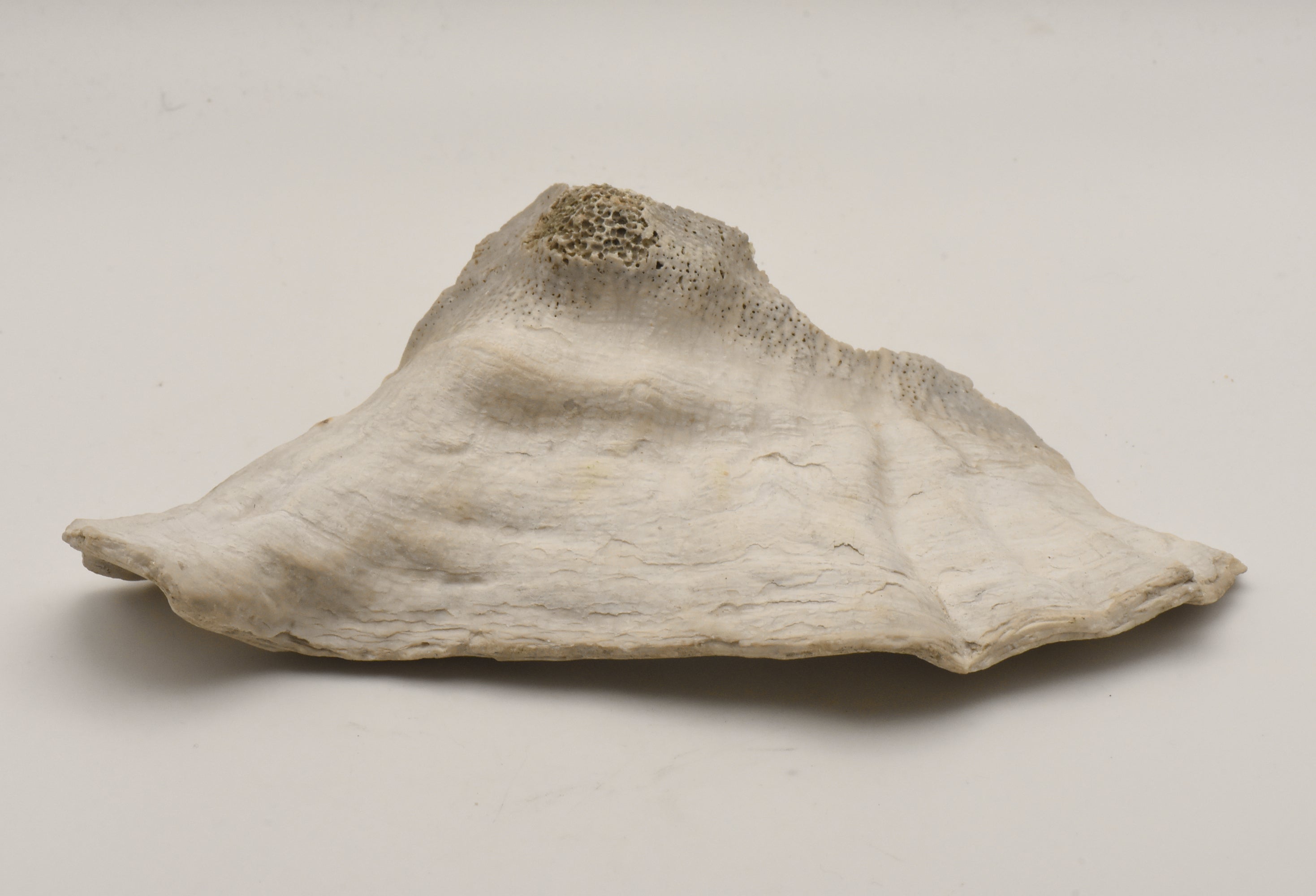 Conch Shell Outer  Lip Fragment