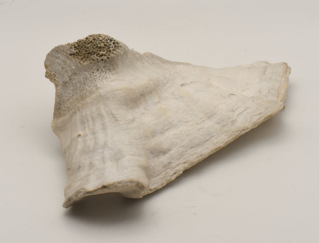 Conch Shell Outer  Lip Fragment