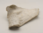 Conch Shell Outer  Lip Fragment