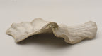 Conch Shell Outer  Lip Fragment
