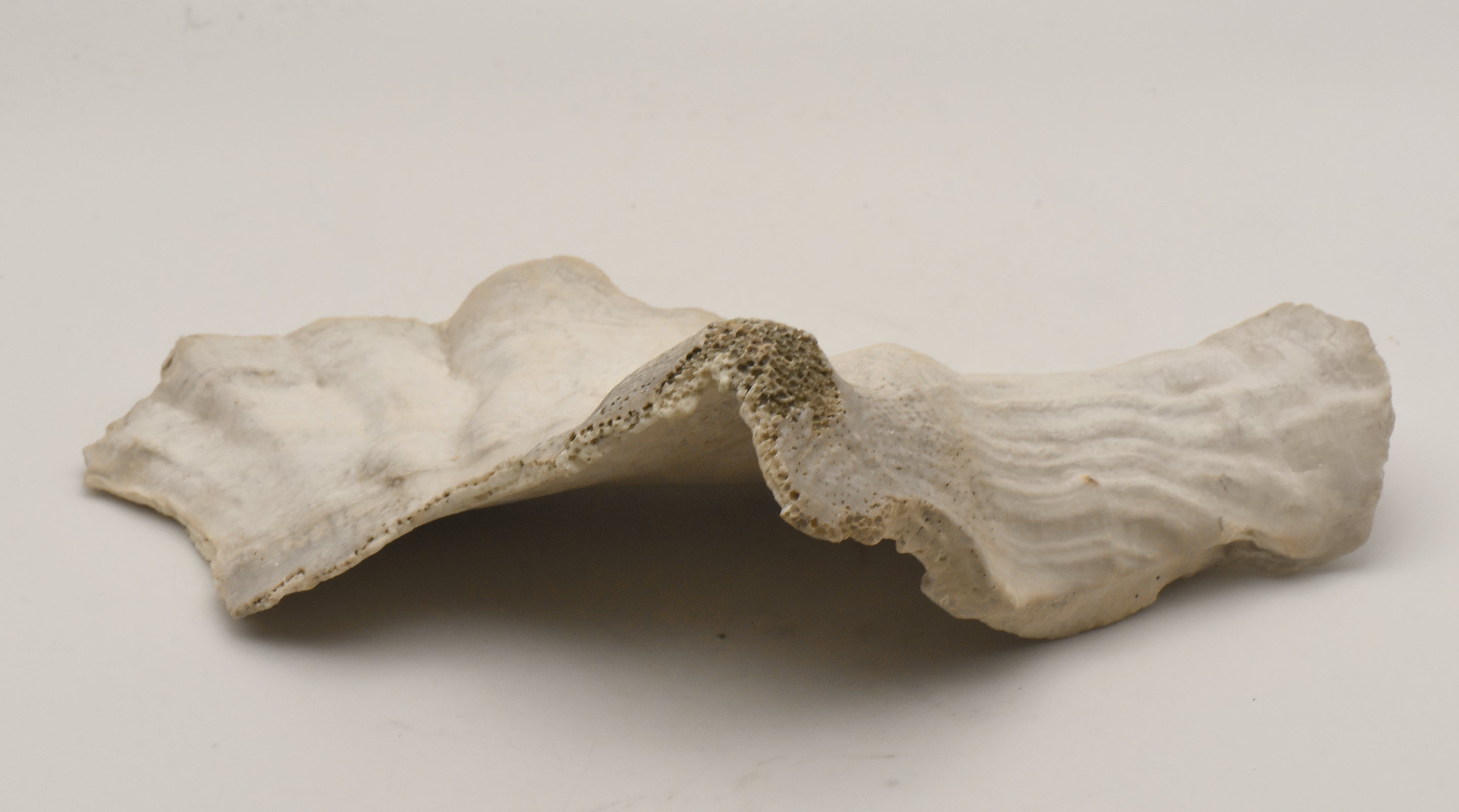 Conch Shell Outer  Lip Fragment