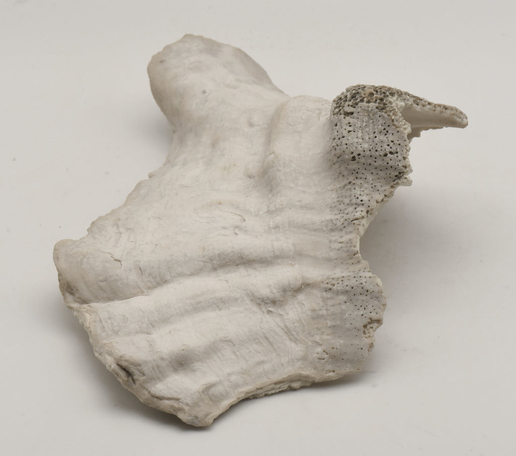 Conch Shell Outer  Lip Fragment