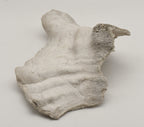Conch Shell Outer  Lip Fragment