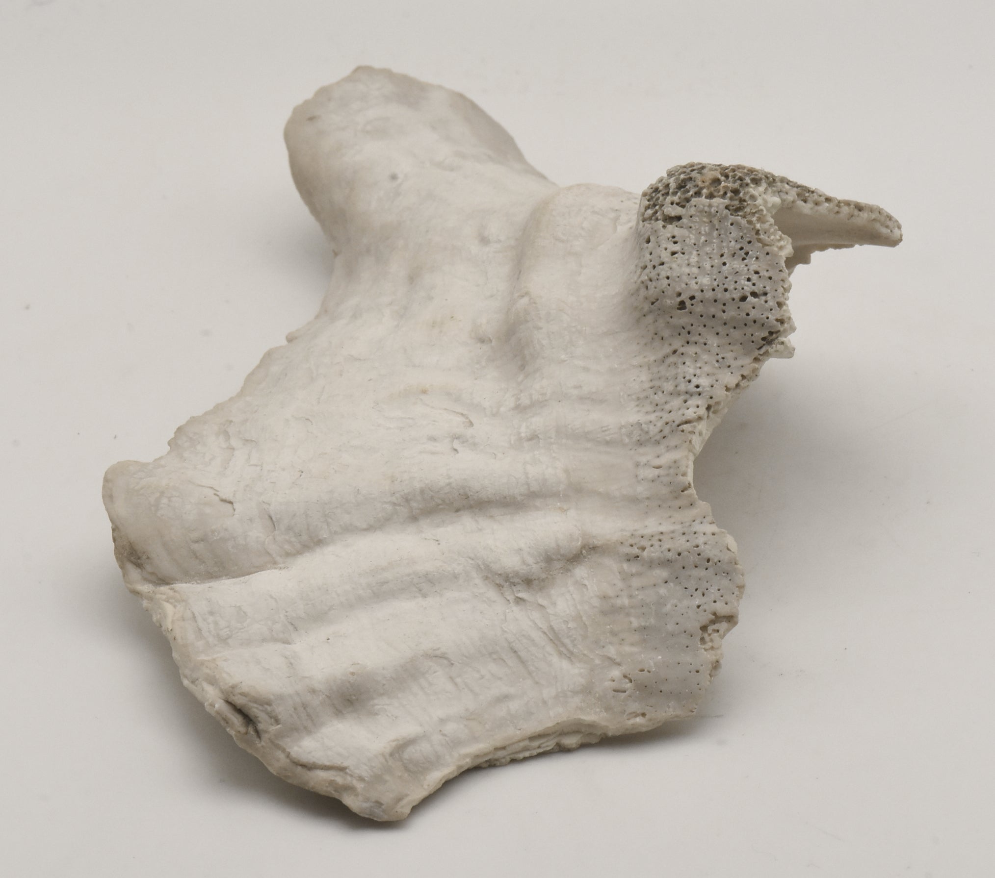 Conch Shell Outer  Lip Fragment