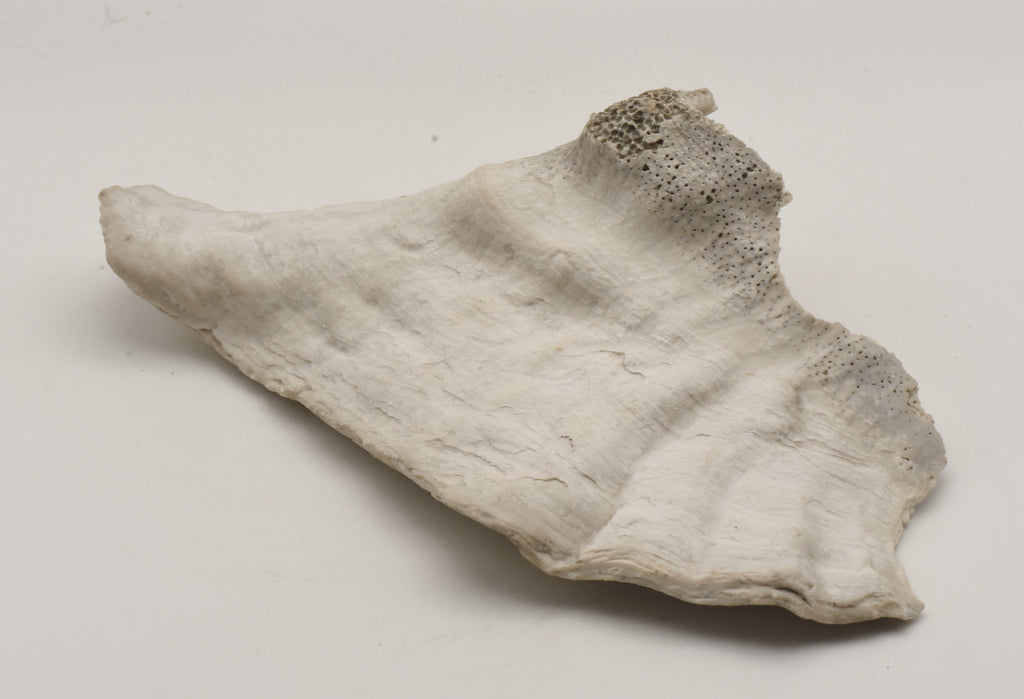 Conch Shell Outer  Lip Fragment
