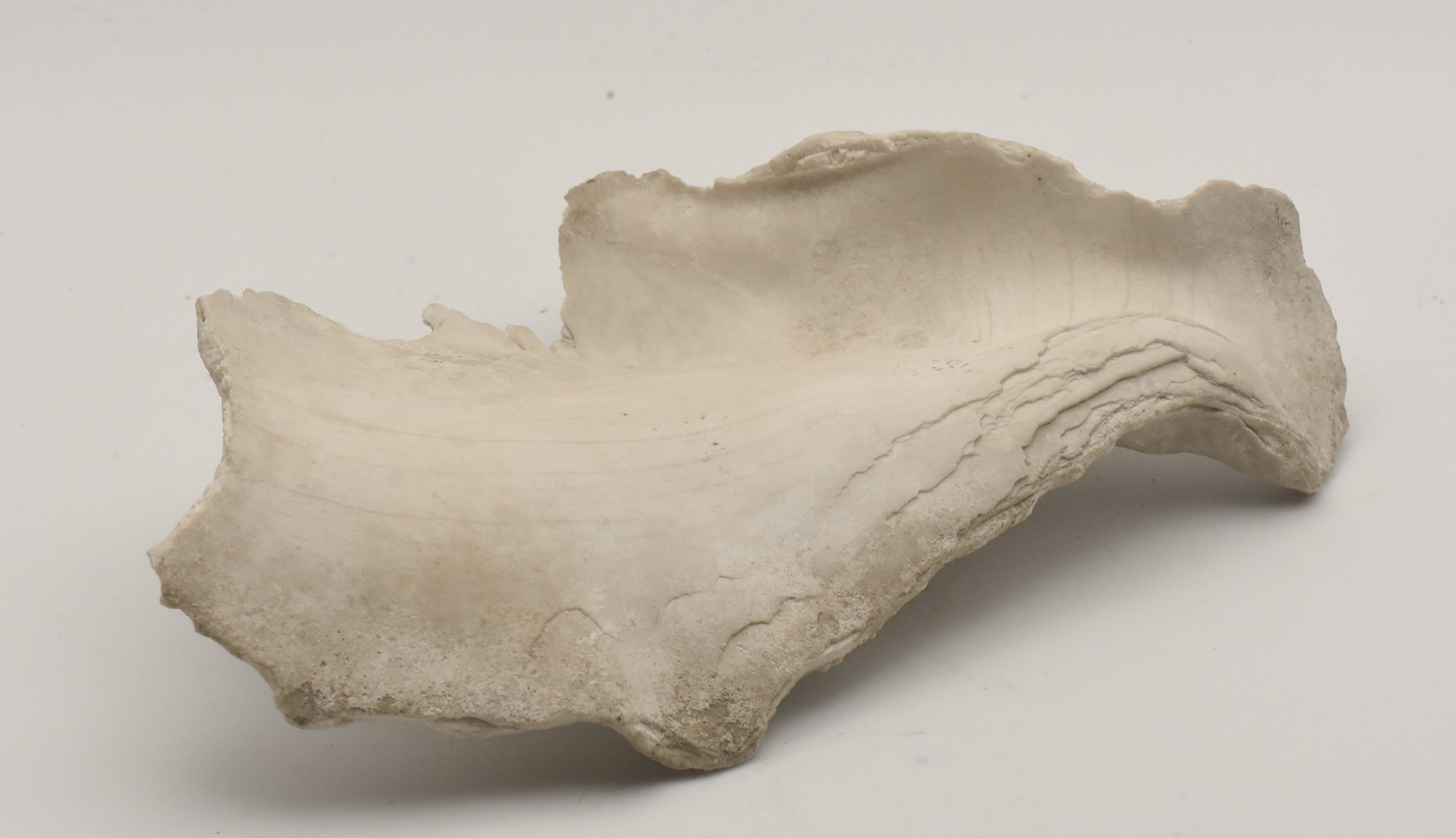 Conch Shell Outer  Lip Fragment