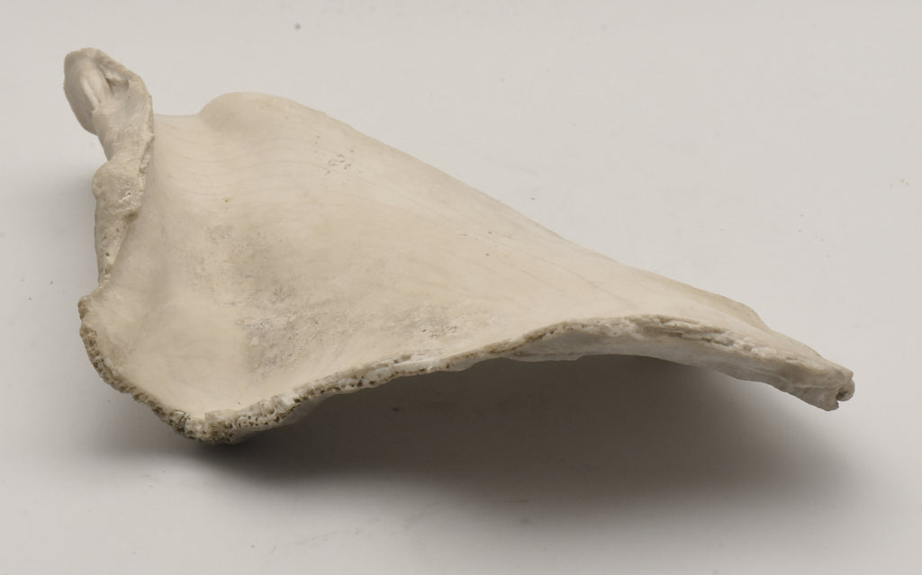 Conch Shell Outer  Lip Fragment