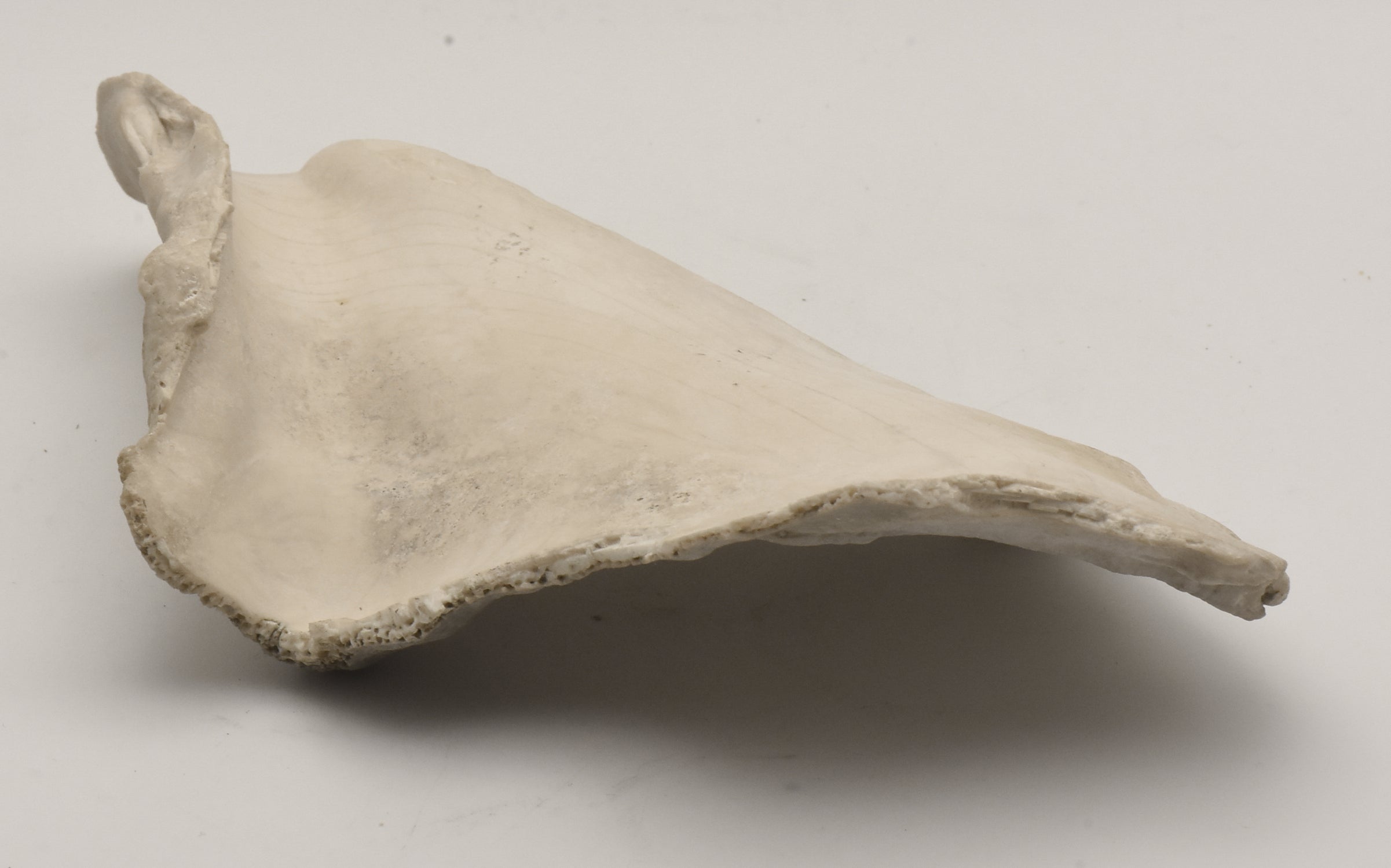 Conch Shell Outer  Lip Fragment