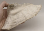 Conch Shell Outer  Lip Fragment