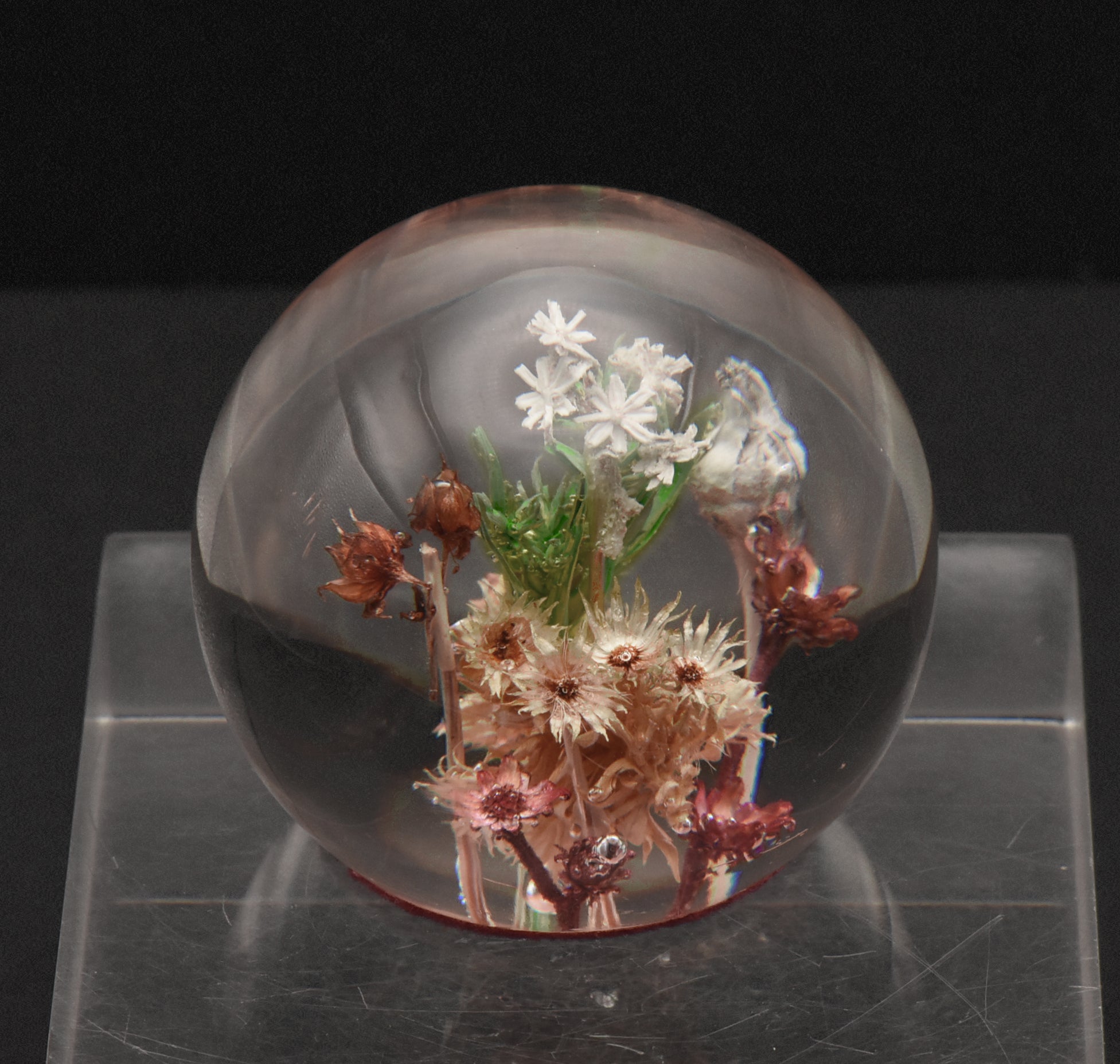 Vintage Dried Floral Specimens in Acrylic Paperweight