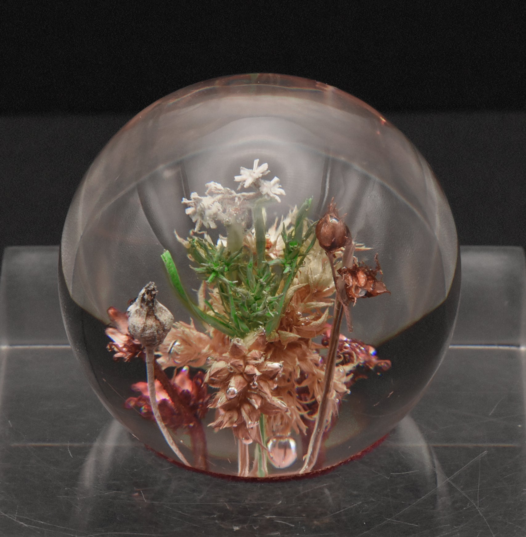 Vintage Dried Floral Specimens in Acrylic Paperweight