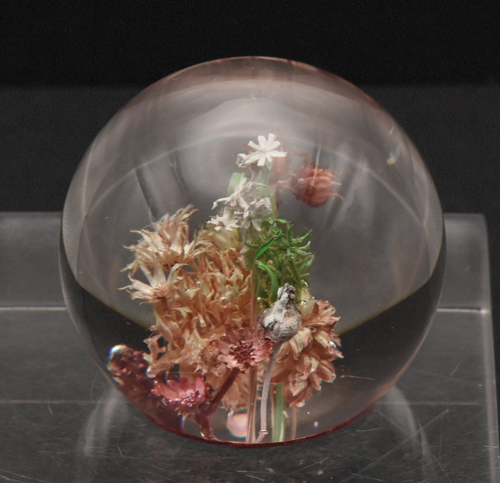 Vintage Dried Floral Specimens in Acrylic Paperweight