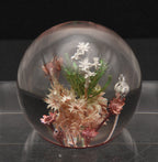 Vintage Dried Floral Specimens in Acrylic Paperweight