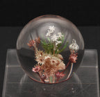 Vintage Dried Floral Specimens in Acrylic Paperweight