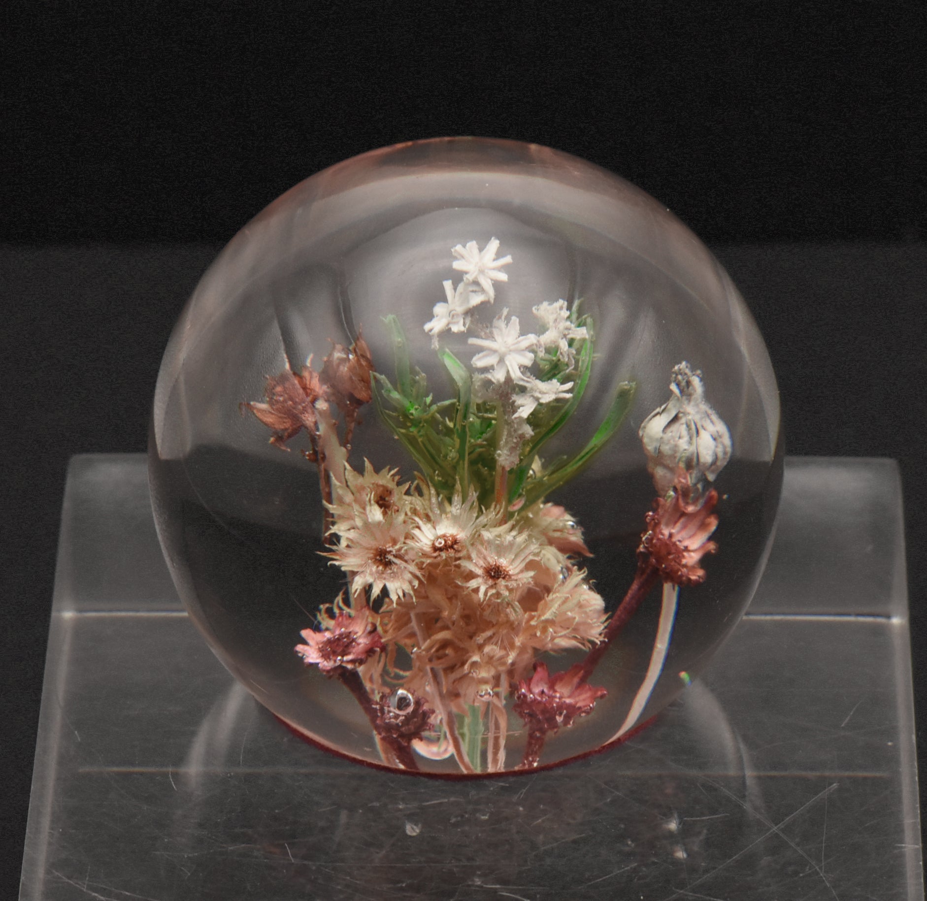 Vintage Dried Floral Specimens in Acrylic Paperweight