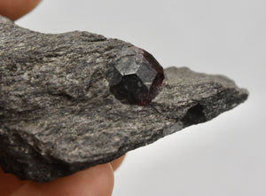 Large Raw Garnet in Biotite Mica Black Schist