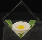 Russ - Vintage Acrylic Daisy in a Cube Paperweight