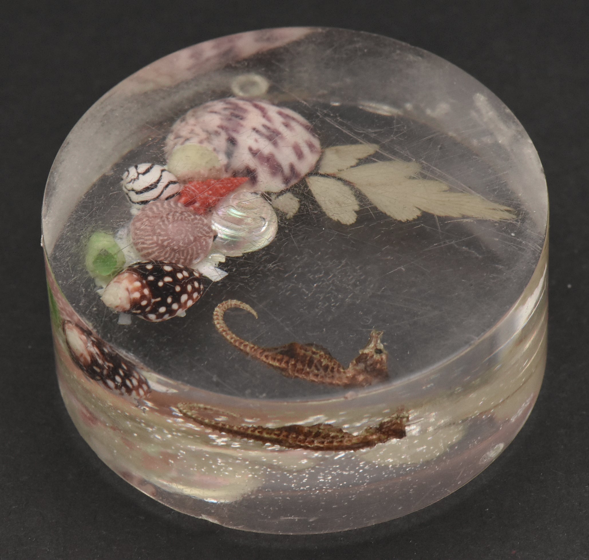 Vintage Sea Specimens in Acrylic Paperweight