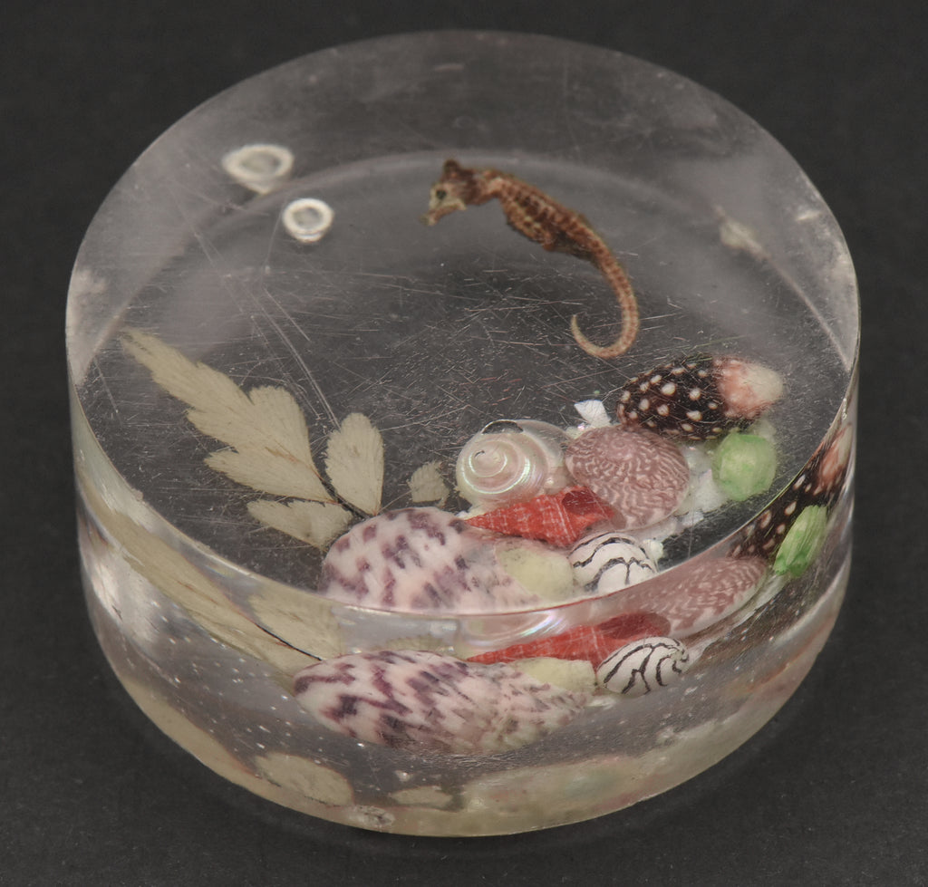 Vintage Sea Specimens in Acrylic Paperweight