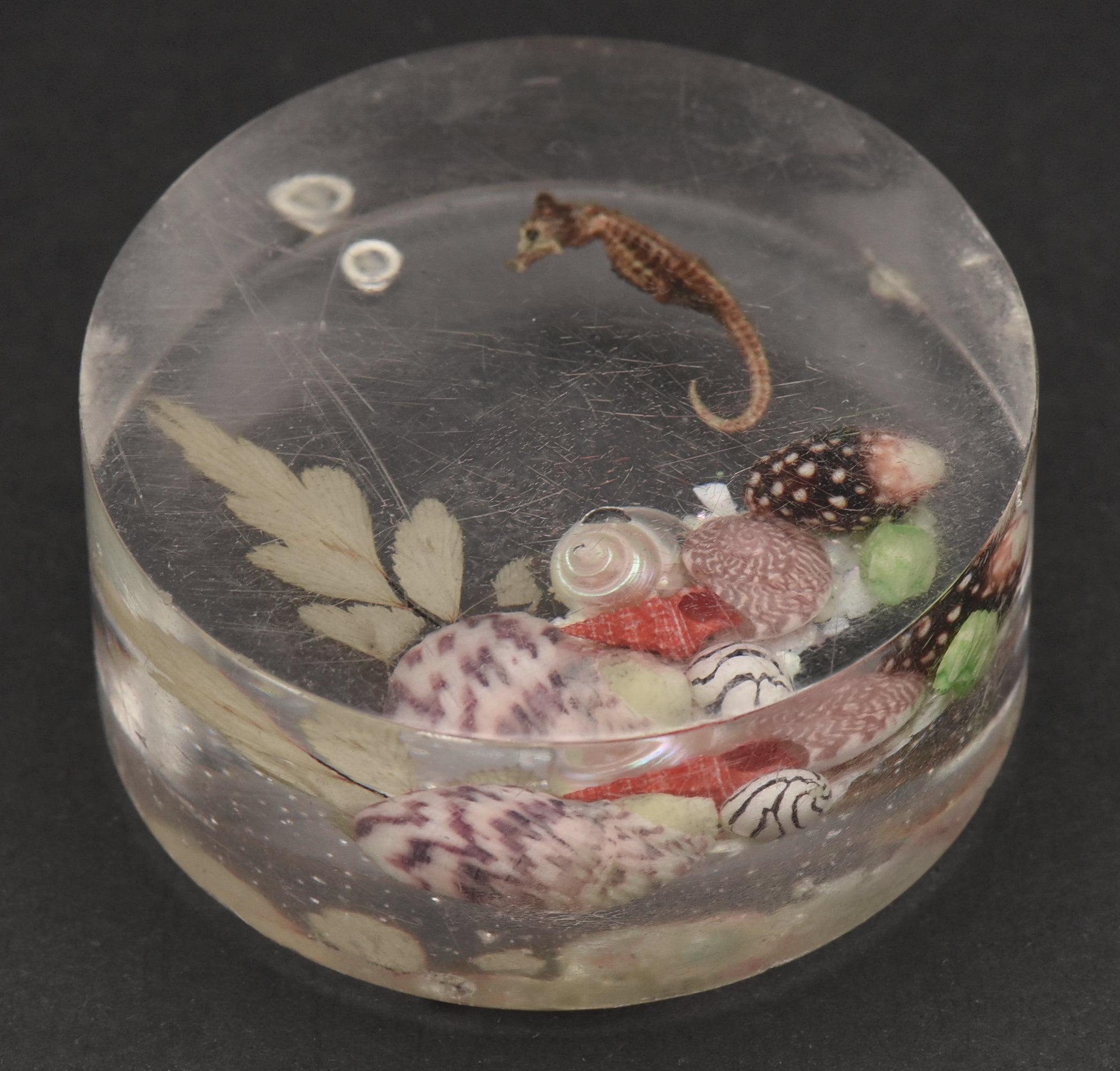 Vintage Sea Specimens in Acrylic Paperweight